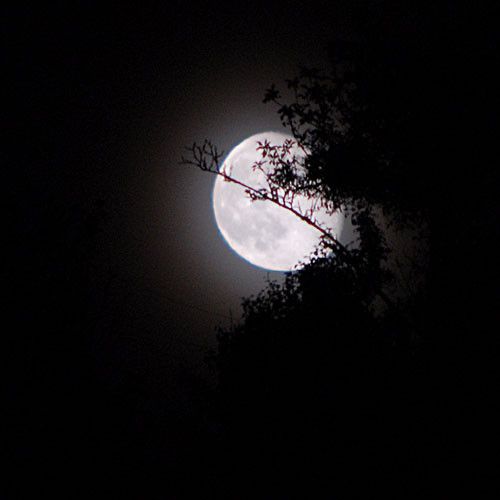 Mon amie de la nuit