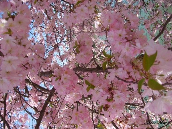 Arbres en fleurs